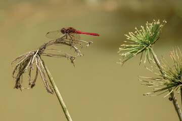 A red meadowhawk resting over a dead dwarf papyrus plant over the murky water of a lake, in a farm in the eastern Andean mountains of central Colombia, near the town of Villa de Leyva.