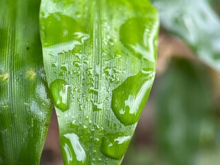 green leaf with water drops