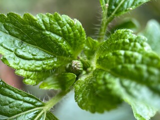 close up of fresh mint