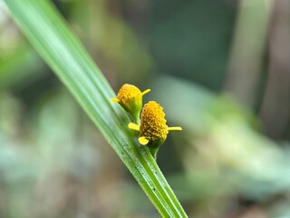 bug on a yellow flower