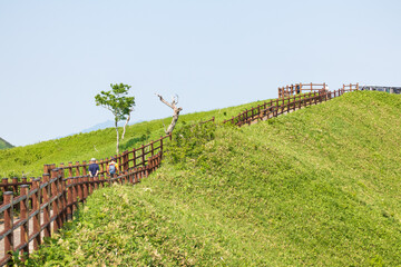 Fototapeta premium Wooden walkway on a green hill with people hiking