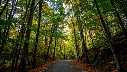Obraz premium Winding road through a lush autumn forest, sunlight dappling through the leaves