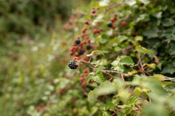 Close-up of a ripe black blackberry hanging from a branch among green leaves and red berries. High quality photo