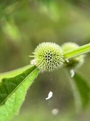 flower of a dandelion