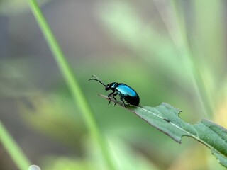 bug on leaf
