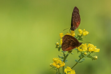 Two Montagna Mountain Satyr Butterflies