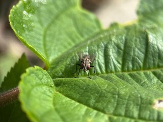 fly on leaf