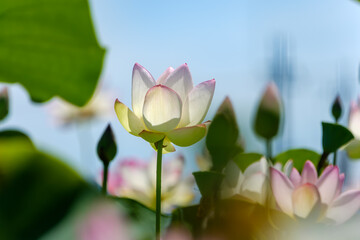 青空に映える白と淡紅色の蓮の花