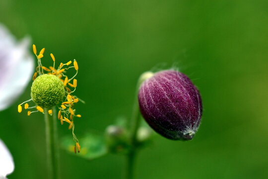 Verwelkte Bl&uuml;te und Knospe einer Herbstanemone