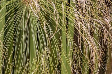 Papyrus rays and culms illuminated by the morning sun, on a lake in a garden in the eastern Andean mountains of central Colombia, near the town of Villa de Leyva.