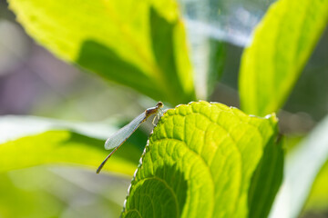 緑の葉にとまるイトトンボの横姿