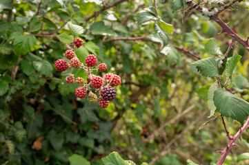 Obraz premium Close-up of a cluster of red and partially ripened wild blackberries growing on a bush.