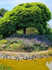 Shaped Tree and Lavender Garden