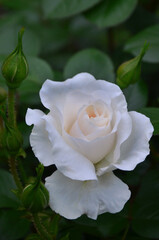 ' Swan Lake' rose creamy -white blooming rose and buds against green leaves background. Growing ,gardening, planting roses concept. Free copy space.