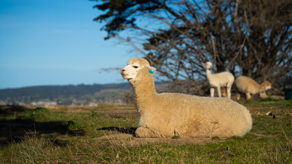 Apollo Bay, Great Ocean Road, Australia, Victoria,Bay View