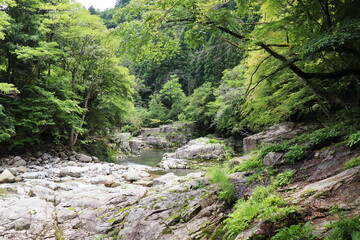 初夏の奥津渓谷の風景