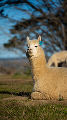Fototapeta premium Apollo Bay, Great Ocean Road, Australia, Victoria,Bay View