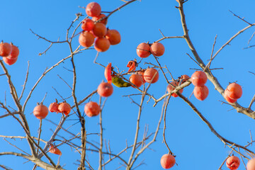 柿の実をついばむメジロと青空
