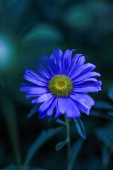 Fototapeta premium purple daisy flower