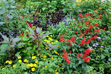 Beet mit bunten Blumen im Sommer