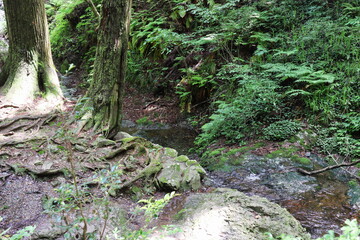 津山市横野滝の渓流