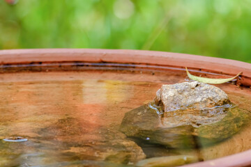 A rustic clay plate with water and  stones used by birds to bath and drink, illuminated by the morning sun,  in the garden of a house in the eastern Andean mountains of central Colombia.