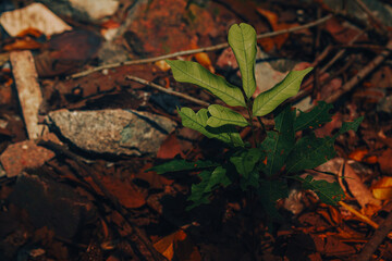 A delicate green sapling emerges from the rich, earthy forest floor, symbolizing new life and hope amid fallen leaves.