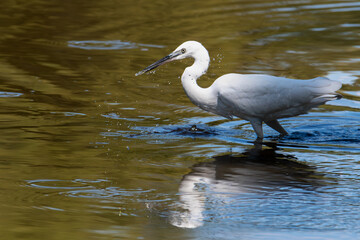 Little Egret in a wetland in Granada, Andalusia, reflected on the still water of a pond, side view. (Egretta garzetta)