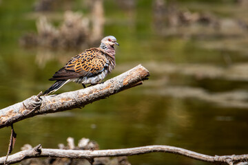 European Turtle Dove perched on a branch in an Andalusian wetland, side view. (Streptopelia turtur)