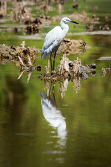 Little Egret in a wetland in Granada, Andalusia, reflected on the still water of a pond, side view. (Egretta garzetta)