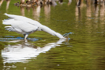 Little Egret with its head submerged in wetland water while feeding on a fish. (Egretta garzetta)