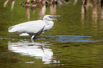 Little Egret in a wetland with its beak open, about to swallow a small captured fish. (Egretta garzetta)