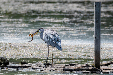 Grey heron (Ardea cinerea) with an eel in its beak, captured in a wetland in southern Granada,...