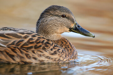 Close-up portrait of a female mallard duck with water droplets on her face