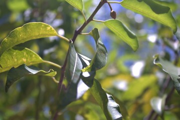 green leaves on tree