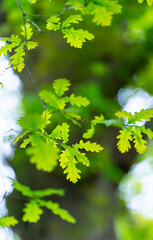 Details of oak trees in spring. Cantabria, Spain, Europe