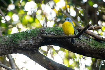 Apollo Bay, Great Ocean Road, Australia, Victoria,Bay View