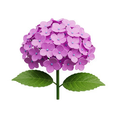 3D cartoon plastic icon of purple hydrangea flower with green leaves, isolated on white transparent background, botanical and floral design use
