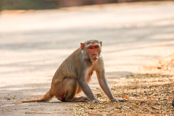 A curious Bonnet Macaque at Karnala Bird Sanctuary, displaying playful antics and sharp...