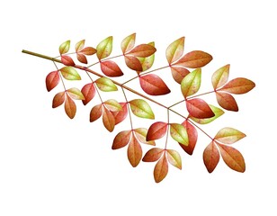 autumn leaves on white background