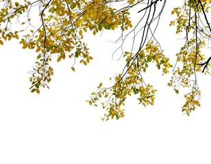 autumn leaves isolated on white