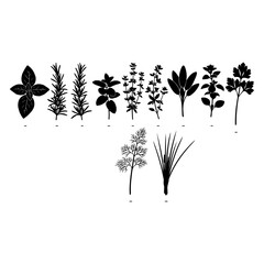 Black silhouette collection of culinary herbs and plants on white background basil