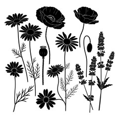 Black silhouettes of poppies daisies and lavender flowers on white background poppy