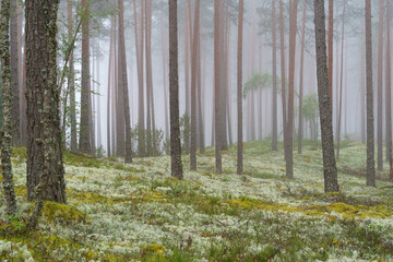 a beautiful pine forest on a foggy August morning