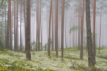 a beautiful pine forest on a foggy August morning © talavietis