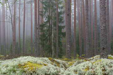 forest in the morning © talavietis