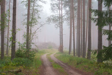 forest with a road and a pile of branches for chopping wood © talavietis