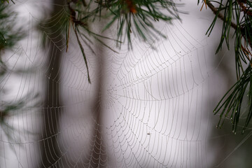 spider web on a pine branch on a foggy morning © talavietis