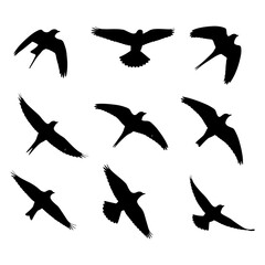 Nine black bird silhouettes in various flight poses on white background flying wings