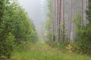 Forest fire safety sign in a pine forest on a foggy morning © talavietis